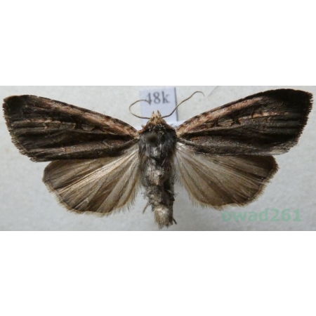 Chersotis cuprea (Denis & Schiffermüller, 1775) Deutschland48k